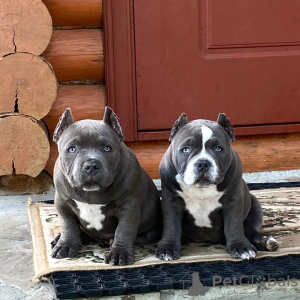 Photo №3. American bully puppies. United States