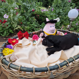 Photo №1. labradoodle - for sale in the city of Poznan | negotiated | Announcement № 146014