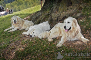 Photo №3. Maremma sheepdog. United Kingdom