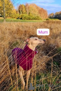 Photo №4. I will sell whippet in the city of Germersheim.  - price - 350$