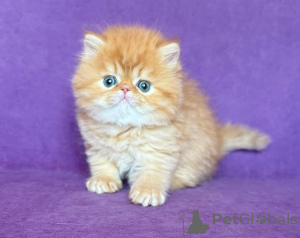 Photo №1. persian cat - for sale in the city of New York Mills | 380$ | Announcement № 118443