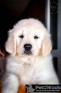 Photo №4. I will sell golden retriever in the city of Bar. breeder - price - negotiated