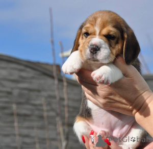 Photo №2 to announcement № 161257 for the sale of  - buy in Germany 