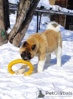 Photo №4. I will sell american akita in the city of Tyumen. from nursery - price - 670$