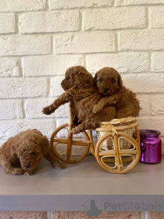 Additional photos: Toy poodle puppies are red