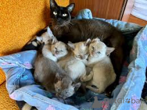 Photo №1. burmese cat - for sale in the city of Espoo | 516$ | Announcement № 166944