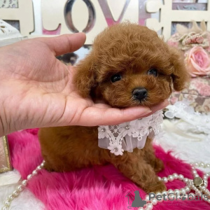 Photo №4. I will sell poodle (toy) in the city of Helsinki. private announcement, from the shelter - price - 516$