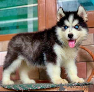 Photo №1. siberian husky - for sale in the city of PFORZHEIM | 599$ | Announcement № 175103