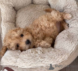 Photo №1. maltipu - for sale in the city of Berlin | 847$ | Announcement № 149838