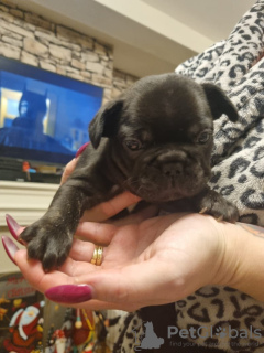 Photo №3. Französische Bulldoggen Welpen. Germany