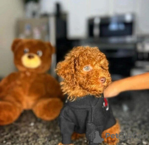 Photo №1. poodle (toy) - for sale in the city of Magdeburg | negotiated | Announcement № 130628