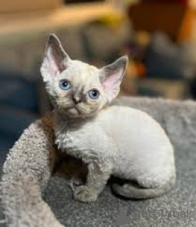 Photo №2 to announcement № 163296 for the sale of devon rex - buy in Switzerland private announcement, breeder