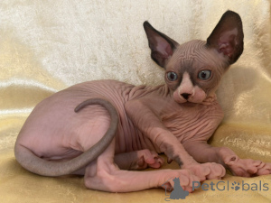 Photo №2 to announcement № 146655 for the sale of sphynx-katze - buy in Germany private announcement