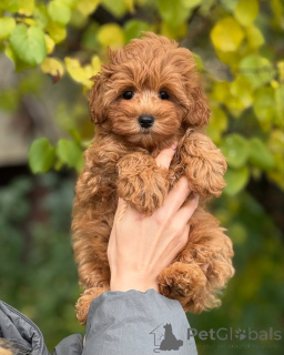 Photo №3. Soft as a cloud and sweet as a daisy  this little ladys heart is pure gold!. Iceland
