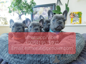 Photo №1. french bulldog - for sale in the city of Москва | Is free | Announcement № 107006