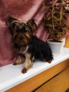 Photo №1. yorkshire terrier - for sale in the city of Sevastopol | 0$ | Announcement № 3847
