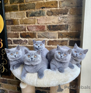 Photo №1. british shorthair - for sale in the city of Berlin | negotiated | Announcement № 163201