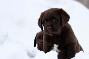 Photo №2 to announcement № 5589 for the sale of labrador retriever - buy in Russian Federation from nursery