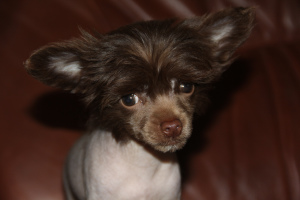 Photo №1. chinese crested dog - for sale in the city of Cherepovets | 472$ | Announcement № 3373