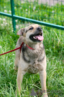 Photo №3. Lina is looking for a home. Russian Federation