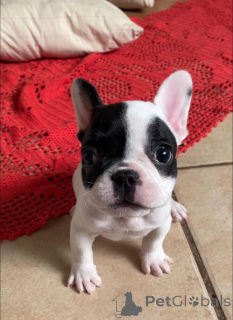 Photo №1. french bulldog - for sale in the city of Arrondissement de Berchtesgaden-Campagne | negotiated | Announcement № 163348