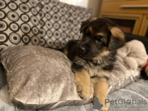 Photo №1. german shepherd - for sale in the city of Воркута | 591$ | Announcement № 12228