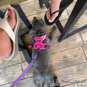 Photo №2 to announcement № 166186 for the sale of staffordshire bull terrier - buy in Germany private announcement