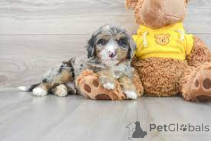 Photo №1. non-pedigree dogs - for sale in the city of Vienna | 424$ | Announcement № 143407