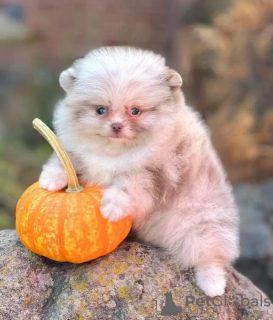 Photo №4. I will sell pomeranian in the city of Есна.  - price - 329$