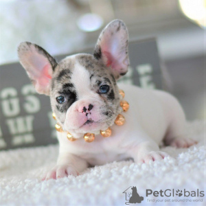 Photo №1. french bulldog - for sale in the city of Bern | 475$ | Announcement № 112001