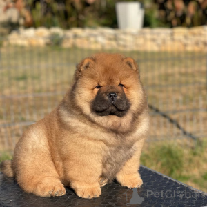 Photo №1. non-pedigree dogs - for sale in the city of Aachen | 900$ | Announcement № 157406