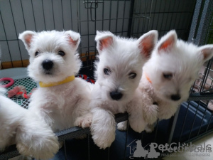 Photo №1. west highland white terrier - for sale in the city of Helsinki | 400$ | Announcement № 56443