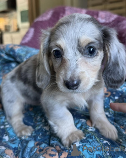 Photo №2 to announcement № 170247 for the sale of dachshund - buy in Germany breeder