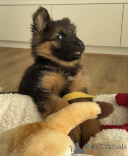 Photo №2 to announcement № 171007 for the sale of german shepherd - buy in Switzerland private announcement
