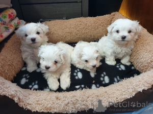 Photo №2 to announcement № 21502 for the sale of maltese dog - buy in Greenland private announcement