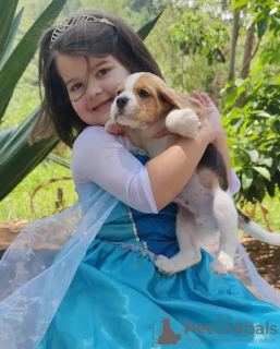 Photo №2 to announcement № 128337 for the sale of beagle - buy in Germany private announcement