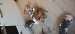 Photo №3. Magda Lewandowska. Netherlands