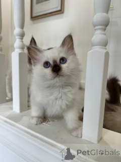 Photo №1. birman - for sale in the city of Grafenwöhr | 361$ | Announcement № 173626