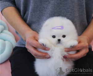Photo №1. pomeranian - for sale in the city of Geneva | Is free | Announcement № 10959