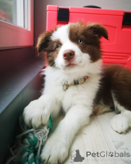 Photo №2 to announcement № 167476 for the sale of border collie - buy in Denmark private announcement, breeder
