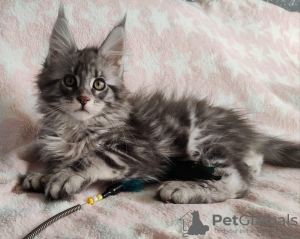 Photo №1. maine coon - for sale in the city of Oberhausen | Is free | Announcement № 121151