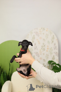 Photo №3. Italian greyhound male. Belarus