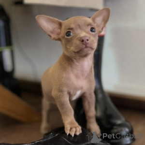 Photo №2 to announcement № 172241 for the sale of chihuahua - buy in Germany private announcement