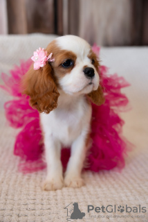 Photo №1. cavalier king charles spaniel - for sale in the city of Krakow | 1902$ | Announcement № 43857