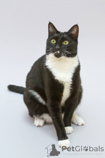 Photo №3. Antoshka the cat is looking for his family.. Russian Federation