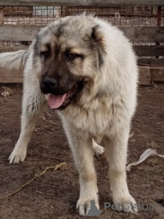 Photo №4. I will sell caucasian shepherd dog in the city of Москва. breeder - price - 467$
