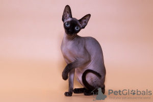 Photo №1. sphynx-katze - for sale in the city of Tver | negotiated | Announcement № 7442