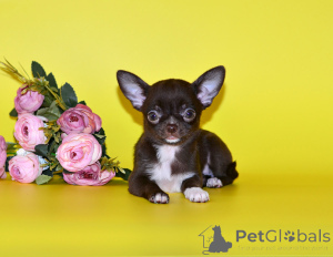 Photo №3. Chihuahua puppies.. Russian Federation