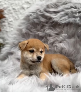 Photo №1. shiba inu - for sale in the city of Berlin | 527$ | Announcement № 99563