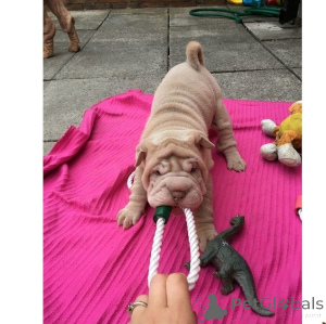 Photo №1. shar pei - for sale in the city of Heusenstamm | 329$ | Announcement № 147614